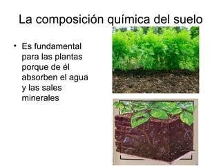 La composición química del suelo
• Es fundamental
para las plantas
porque de él
absorben el agua
y las sales
minerales
 
