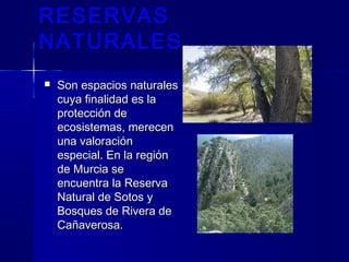 RESERVASRESERVAS
NATURALESNATURALES
 Son espacios naturalesSon espacios naturales
cuya finalidad es lacuya finalidad es la
protección deprotección de
ecosistemas, merecenecosistemas, merecen
una valoraciónuna valoración
especial. En la regiónespecial. En la región
de Murcia sede Murcia se
encuentra la Reservaencuentra la Reserva
Natural de Sotos yNatural de Sotos y
Bosques de Rivera deBosques de Rivera de
Cañaverosa.Cañaverosa.
 