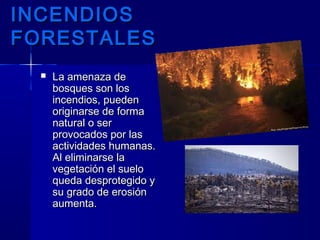 INCENDIOSINCENDIOS
FORESTALESFORESTALES
 La amenaza deLa amenaza de
bosques son losbosques son los
incendios, puedenincendios, pueden
originarse de formaoriginarse de forma
natural o sernatural o ser
provocados por lasprovocados por las
actividades humanas.actividades humanas.
Al eliminarse laAl eliminarse la
vegetación el suelovegetación el suelo
queda desprotegido yqueda desprotegido y
su grado de erosiónsu grado de erosión
aumenta.aumenta.
 