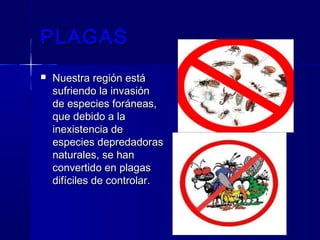 PLAGASPLAGAS
 Nuestra región estáNuestra región está
sufriendo la invasiónsufriendo la invasión
de especies foráneas,de especies foráneas,
que debido a laque debido a la
inexistencia deinexistencia de
especies depredadorasespecies depredadoras
naturales, se hannaturales, se han
convertido en plagasconvertido en plagas
difíciles de controlar.difíciles de controlar.
 