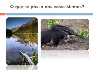 O que se passa nos ecossistemas?
 