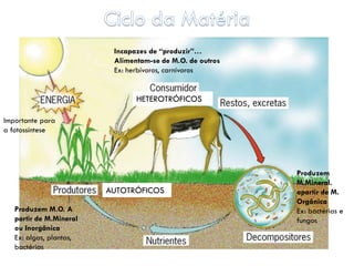 Incapazes de “produzir”…
                          Alimentam-se de M.O. de outros
                          Ex: herbívoros, carnívoros


                                HETEROTRÓFICOS

Importante para
a fotossíntese




                                                           Produzem
                                                           M.Mineral.
                         AUTOTRÓFICOS                      apartir de M.
                                                           Orgânica
   Produzem M.O. A                                         Ex: bactérias e
   partir de M.Mineral                                     fungos
   ou Inorgânica
   Ex: algas, plantas,
   bactérias
 