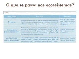 O que se passa nos ecossistemas?
 