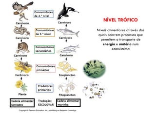NÍVEL TRÓFICO
Níveis alimentares através dos
 quais ocorrem processos que
  permitem o transporte de
   energia e matéria num
          ecossistema
 