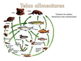 Conjunto de cadeias
alimentares inter-relacionadas!
 