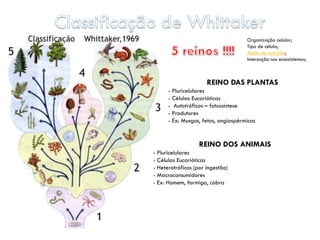 Organização celular;
                                     Tipo de célula;
                                     Modo de nutrição;
                                     Interacção nos ecossistemas;



                      REINO DAS PLANTAS
      - Pluricelulares
      - Células Eucarióticas
      - Autotróficos – fotossíntese
      - Produtores
      - Ex: Musgos, fetos, angiospérmicas


                   REINO DOS ANIMAIS
- Pluricelulares
- Células Eucarióticas
- Heterotróficos (por ingestão)
- Macroconsumidores
- Ex: Homem, formiga, cobra
 