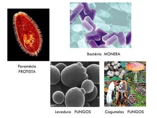 Bactéria MONERA

Paramécia
PROTISTA




            Levedura FUNGOS      Cogumelos FUNGOS
 