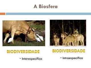 A Biosfera




 Interespecífica       Intraespecífica
 