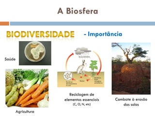 A Biosfera

                                   - Importância


Saúde




                          Reciclagem de
                       elementos essenciais   Combate à erosão
                           (C, O, N, etc)        dos solos
        Agricultura
 