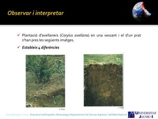  Plantació d’avellaners (Corylus avellana) en una vessant i el d’un prat
s’han pres les següents imatges.
 Estableix 4 diferències
Sergi Meseguer Costa Àrea de Cristal·lografia i Mineralogia-Departament de Ciències Agràries i del Medi Natural
 