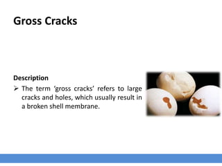 Gross Cracks
Description
 The term ‘gross cracks’ refers to large
cracks and holes, which usually result in
a broken shell membrane.
 