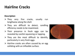 Hairline Cracks
Description
 They very fine cracks, usually run
lengthwise along the shell.
 They are difficult to detect, candling
efficiency needs to be maximized.
 Their presence in fresh eggs can be
revealed by careful squeezing or tapping.
 They are the most difficult to identify,
particularly in very fresh eggs.
 Hairline cracks are often caused by an egg
colliding with an inflexible surface.
 