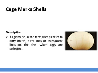 Cage Marks Shells
Description
 'Cage marks' is the term used to refer to
dirty marks, dirty lines or translucent
lines on the shell when eggs are
collected.
 