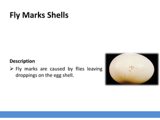 Fly Marks Shells
Description
 Fly marks are caused by flies leaving
droppings on the egg shell.
 