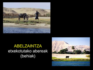 ABELZAINTZA  etxekotutako abereak (behiak) 
