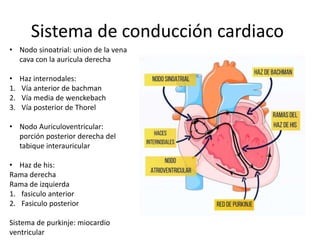 Sistema de conducción cardiaco
• Nodo sinoatrial: union de la vena
cava con la auricula derecha
• Haz internodales:
1. Vía anterior de bachman
2. Vía media de wenckebach
3. Vía posterior de Thorel
• Nodo Auriculoventricular:
porción posterior derecha del
tabique interauricular
• Haz de his:
Rama derecha
Rama de izquierda
1. fasiculo anterior
2. Fasiculo posterior
Sistema de purkinje: miocardio
ventricular
 