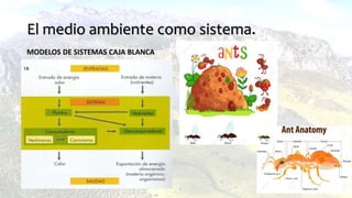 El medio ambiente como sistema.
MODELOS DE SISTEMAS CAJA BLANCA
 