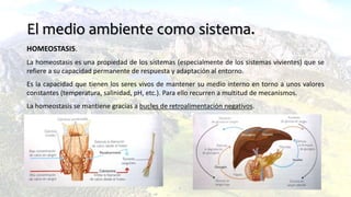 El medio ambiente como sistema.
HOMEOSTASIS.
La homeostasis es una propiedad de los sistemas (especialmente de los sistemas vivientes) que se
refiere a su capacidad permanente de respuesta y adaptación al entorno.
Es la capacidad que tienen los seres vivos de mantener su medio interno en torno a unos valores
constantes (temperatura, salinidad, pH, etc.). Para ello recurren a multitud de mecanismos.
La homeostasis se mantiene gracias a bucles de retroalimentación negativos.
 
