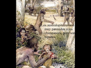 Los australopitecus son muy parecidos a los chimpancés, pero son bípedos 