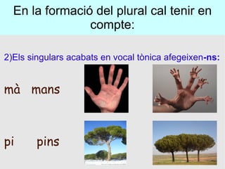 En la formació del plural cal tenir en compte: 2)Els singulars acabats en vocal tònica afegeixen -ns: mà  mans pi  pins 