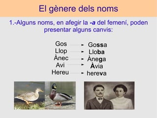 El gènere dels noms 1.-Alguns noms, en afegir la  -a  del femení, poden presentar alguns canvis: Go ss a Llo ba Àne g a À via here v a Gos  Llop  Ànec  Avi  Hereu  
