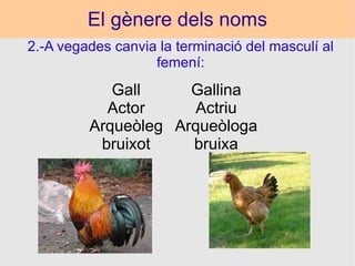 El gènere dels noms 2.-A vegades canvia la terminació del masculí al femení: Gall Actor Arqueòleg bruixot Gallina Actriu Arqueòloga bruixa 