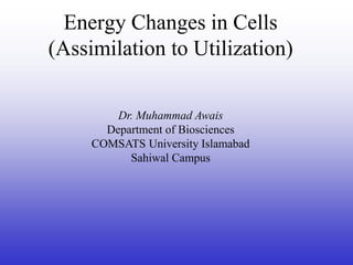 Energy Changes in Cells
(Assimilation to Utilization)
Dr. Muhammad Awais
Department of Biosciences
COMSATS University Islamabad
Sahiwal Campus
 