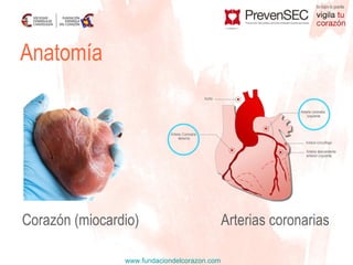 Anatomía Arterias coronarias Corazón (miocardio) 