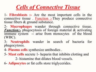 Epithelium and connective tissue disscusion.pdf