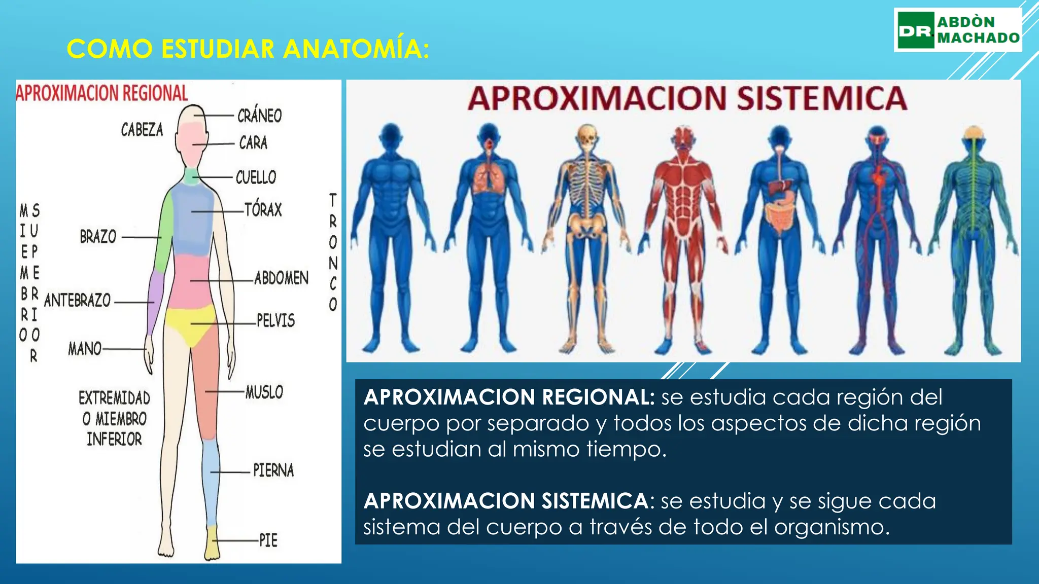 Esqueleto Apendicular Funciones Y Huesos Lifeder Esqueleto Axial