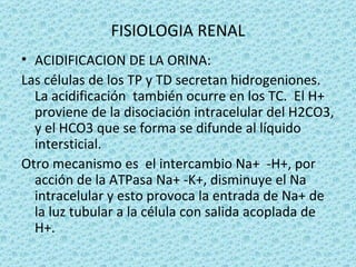 FISIOLOGIA RENAL
• ACIDIFICACION DE LA ORINA:
Las células de los TP y TD secretan hidrogeniones.
  La acidificación también ocurre en los TC. El H+
  proviene de la disociación intracelular del H2CO3,
  y el HCO3 que se forma se difunde al líquido
  intersticial.
Otro mecanismo es el intercambio Na+ -H+, por
  acción de la ATPasa Na+ -K+, disminuye el Na
  intracelular y esto provoca la entrada de Na+ de
  la luz tubular a la célula con salida acoplada de
  H+.
 