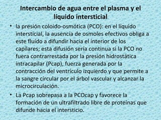 Intercambio de agua entre el plasma y el
              líquido intersticial
• la presión coloido-osmótica (PCO): en el líquido
  intersticial, la ausencia de osmoles efectivos obliga a
  este fluído a difundir hacia el interior de los
  capilares; esta difusión sería continua si la PCO no
  fuera contrarrestada por la presión hidrostática
  intracapilar (Pcap), fuerza generada por la
  contracción del ventrículo izquierdo y que permite a
  la sangre circular por el árbol vascular y alcanzar la
  microcirculación.
• La Pcap sobrepasa a la PCOcap y favorece la
  formación de un ultrafiltrado libre de proteínas que
  difunde hacia el intersticio.
 