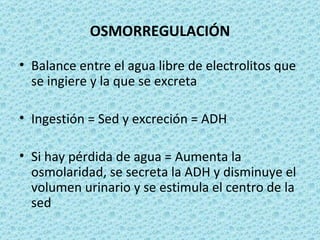 OSMORREGULACIÓN

• Balance entre el agua libre de electrolitos que
  se ingiere y la que se excreta

• Ingestión = Sed y excreción = ADH

• Si hay pérdida de agua = Aumenta la
  osmolaridad, se secreta la ADH y disminuye el
  volumen urinario y se estimula el centro de la
  sed
 
