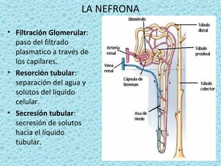 LA NEFRONA

• Filtración Glomerular:
  paso del filtrado
  plasmatico a través de
  los capilares.
• Resorción tubular:
  separación del agua y
  solutos del líquido
  celular.
• Secresión tubular:
  secresión de solutos
  hacia el líquido
  tubular.
 