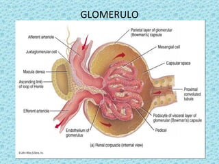 GLOMERULO
 