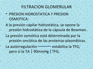 FILTRACION GLOMERULAR
• PRESION HIDROSTATICA Y PRESION
  OSMOTICA:
A la presión capilar hidrostática, se opone la
  presión hidrostática de la cápsula de Bowman.
La presión osmótica está determinada por la
  presión oncótica de las proteinas plasmáticas.
La autorregulación           estabiliza la TFG,
  pero si la TA 90mmHg TFG.
 