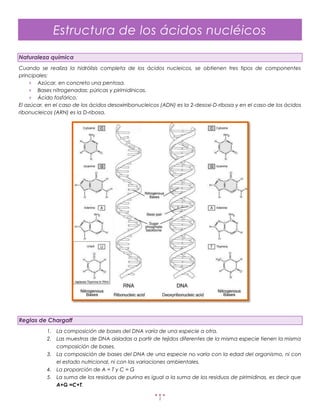 Estructura de los ácidos nucléicos
Naturaleza química
Cuando se realiza la hidrólisis completa de los ácidos nucleicos, se obtienen tres tipos de componentes
principales:
       Azúcar, en concreto una pentosa.
       Bases nitrogenadas: púricas y pirimidínicas.
       Ácido fosfórico.
El azúcar, en el caso de los ácidos desoxirribonucleicos (ADN) es la 2-desoxi-D-ribosa y en el caso de los ácidos
ribonucleicos (ARN) es la D-ribosa.




Reglas de Chargaff
           1. La composición de bases del DNA varía de una especie a otra.
           2. Las muestras de DNA aisladas a partir de tejidos diferentes de la misma especie tienen la misma
              composición de bases.
           3. La composición de bases del DNA de una especie no varía con la edad del organismo, ni con
              el estado nutricional, ni con las variaciones ambientales.
           4. La proporción de A = T y C = G
           5. La suma de los residuos de purina es igual a la suma de los residuos de pirimidinas, es decir que
              A+G =C+T.

                                                       1
 
