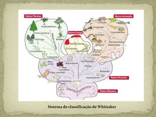 Sistema de classificação de Whittaker
                                        12
 