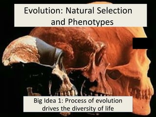 Evolution: Natural Selection
and Phenotypes
Big Idea 1: Process of evolution
drives the diversity of life
 