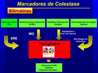 Marcadores de Colestase
BilirrubinasBilirrubinasBilirrubinasBilirrubinas
Hemoglobina
Hemácias velhas
70%
Hemácias jovens destruídas
10-20%
Hemólise intravascular
Variável
Extravasamento de sangue
Variável
SRE
MO
Hepatócitos e
Cels Tub. Renais
Macrófagos do
conjuntivo
Citocromo P-450
Catalase
Triptofano-pirrolase,…
 
