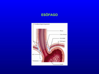 ESÔFAGO
 