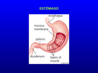 ESTÔMAGO
 