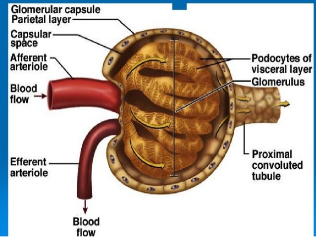 physiology : Excretion