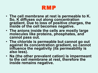 RMP The cell membrane at rest is permeable to K. So, K diffuses out along concentration gradient. Due to loss of positive charges, the inside of the cell becomes negative. The anions inside the cells are mostly large molecules like proteins, phosphates, and cannot pass out. The chloride is permeable but cannot go out against its concentration gradient, so cannot influence the negativity (its permeability is also less). Na (the other prevalent cation) is impermeant to the cell membrane at rest, therefore the inside remains negative. 