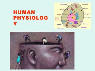 HUMAN PHYSIOLOGY 