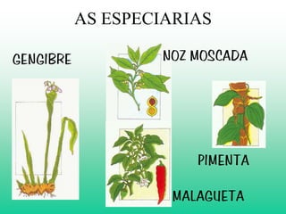 AS ESPECIARIAS

GENGIBRE           NOZ MOSCADA




                       PIMENTA

                    MALAGUETA
 