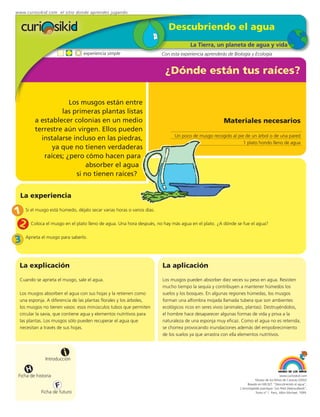 www.curiosikid.com el sitio donde aprendes jugando


                                                                        Descubriendo el agua
                                                                                  La Tierra, un planeta de agua y vida
                                 experiencia simple                  Con esta experiencia aprenderás de Biología y Ecología


                                                                      ¿Dónde están tus raíces?

                     Los musgos están entre
                  las primeras plantas listas
         a establecer colonias en un medio                                                         Materiales necesarios
         terrestre aún virgen. Ellos pueden
                                                                           Un poco de musgo recogido al pie de un árbol o de una pared
           instalarse incluso en las piedras,
                                                                                                           1 plato hondo lleno de agua
               ya que no tienen verdaderas
            raíces; ¿pero cómo hacen para
                           absorber el agua
                       si no tienen raíces?


  La experiencia

1 Si el musgo está húmedo, déjalo secar varias horas o varios días.
 2 Coloca el musgo en el plato lleno de agua. Una hora después, no hay más agua en el plato. ¿A dónde se fue el agua?
3   Aprieta el musgo para saberlo.




  La explicación                                                     La aplicación
  Cuando se aprieta el musgo, sale el agua.                          Los musgos pueden absorber diez veces su peso en agua. Resisten
                                                                     mucho tiempo la sequía y contribuyen a mantener húmedos los
  Los musgos absorben el agua con sus hojas y la retienen como       suelos y los bosques. En algunas regiones húmedas, los musgos
  una esponja. A diferencia de las plantas florales y los árboles,   forman una alfombra mojada llamada tubera que son ambientes
  los musgos no tienen vasos: esos minúsculos tubos que permiten     ecológicos ricos en seres vivos (animales, plantas). Destruyéndolos,
  circular la savia, que contiene agua y elementos nutritivos para   el hombre hace desaparecer algunas formas de vida y priva a la
  las plantas. Los musgos sólo pueden recuperar el agua que          naturaleza de una esponja muy eficaz. Como el agua no es retenida,
  necesitan a través de sus hojas.                                   se chorrea provocando inundaciones además del empobrecimiento
                                                                     de los suelos ya que arrastra con ella elementos nutritivos.



                         i
               Introducción

     H
 Ficha de historia                                                                                                                      www.curiosikid.com
                                                                                                                      Museo de los Niños de Caracas (2002)

                     F                                                                                          Basado en MILSET: "Descubriendo el agua",
                                                                                                           L'enciclopédie practique "Les Petit Debrouillards",
            Ficha de futuro                                                                                           Tomo nº 1. Paris, Albin Michael, 1999.
 