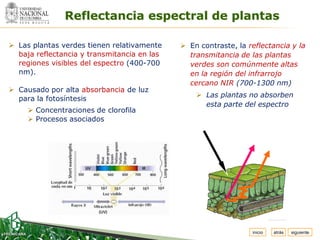 Espacio

                Reflectancia espectral de plantas
  para
 colocar
 el Logo




 Las plantas verdes tienen relativamente     En contraste, la reflectancia y la
  baja reflectancia y transmitancia en las     transmitancia de las plantas
  regiones visibles del espectro (400-700      verdes son comúnmente altas
  nm).                                         en la región del infrarrojo
                                               cercano NIR (700-1300 nm)
 Causado por alta absorbancia de luz
                                                  Las plantas no absorben
  para la fotosíntesis
                                                   esta parte del espectro
       Concentraciones de clorofila
       Procesos asociados




                                                                 inicio   atrás   siguiente
 