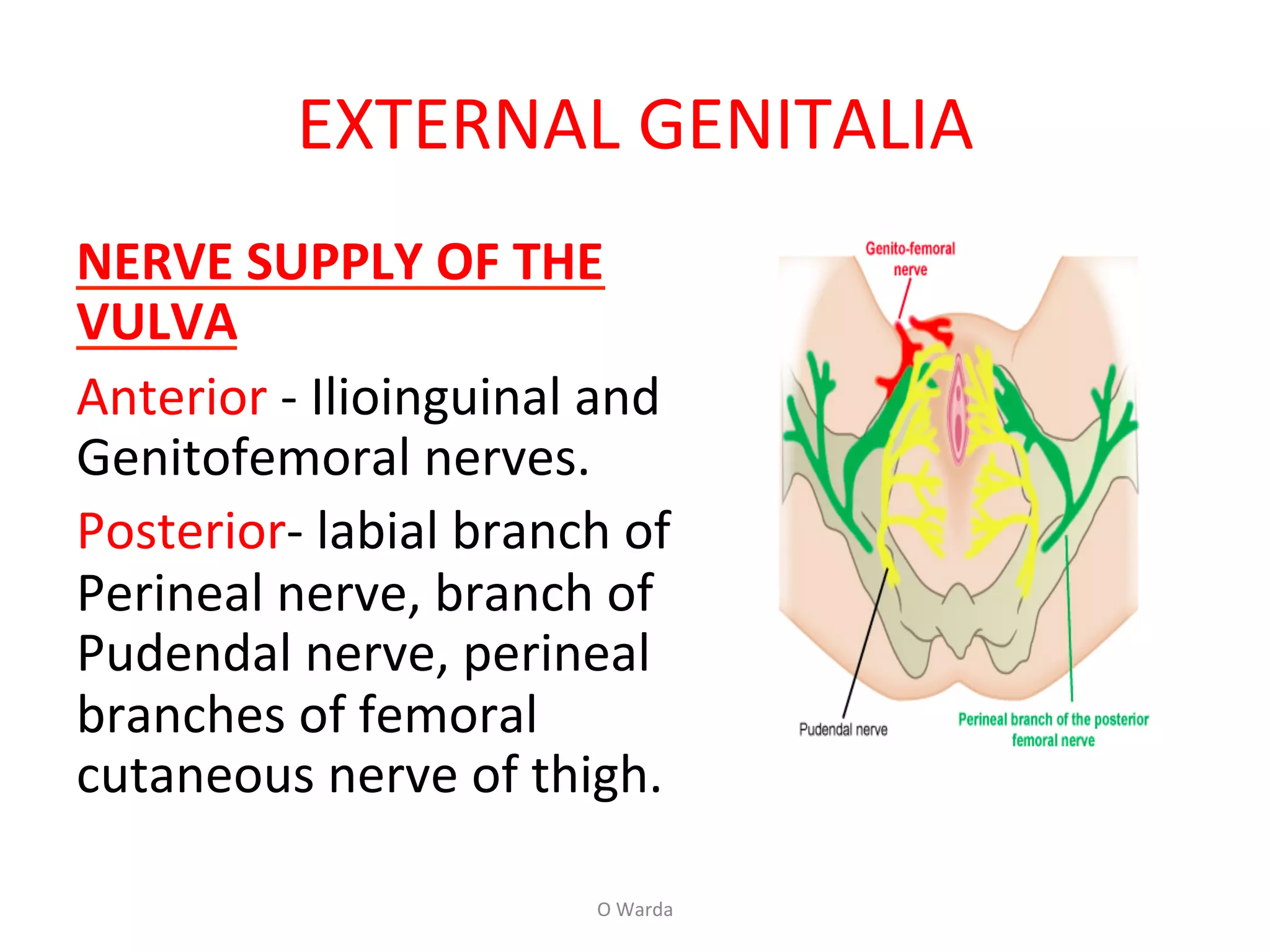 1 female pelvic anatomy-warda (part 1) | PDF