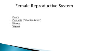 Female Reproductive System
• Ovary.
• Oviducts (Fallopian tubes)
• Uterus
• Vagina
 